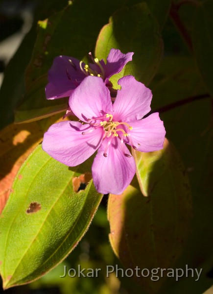 Jatbula Trail_20070823_127.jpg